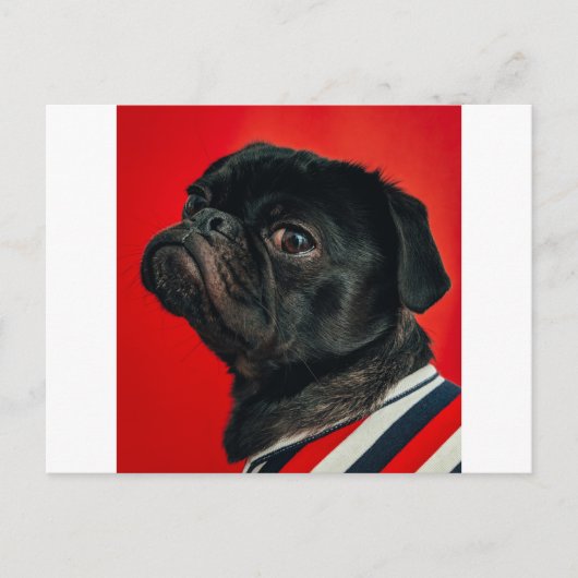 ロジョウドッグ ポストカード (正面)