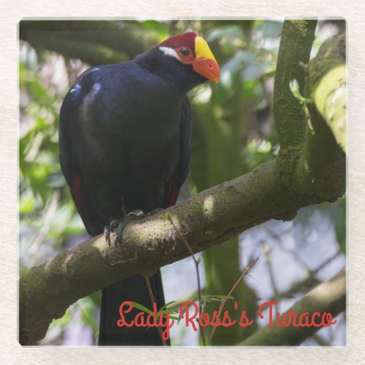 ロス夫人のトゥラコ ガラスコースター (正面)