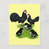 ロセコムブラックバンタムファミリー ポストカード (正面)