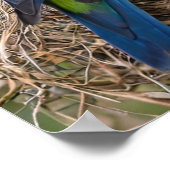 ロセルラバード ポスター (角)