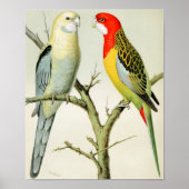 ロセルラパラケート ポスター (正面)