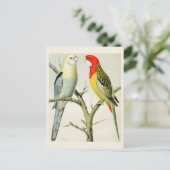 ロセルラパラケート ポストカード (スタンド正面)