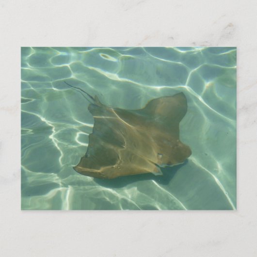 ロチェンイムミーアポスカルテグリュッカルテ ポストカード (正面)