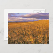 ロッキーに沿って熟成する大麦の分野 ポストカード (正面/裏面)