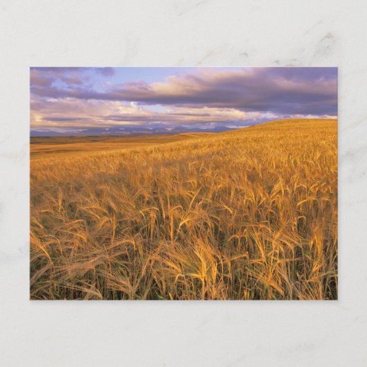 ロッキーに沿って熟成する大麦の分野 ポストカード (正面)
