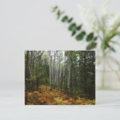 ロッキーマウンテンの白い樺の木の木と秋シダ (スタンド正面)