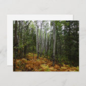 ロッキーマウンテンの白い樺の木の木と秋シダ (正面/裏面)