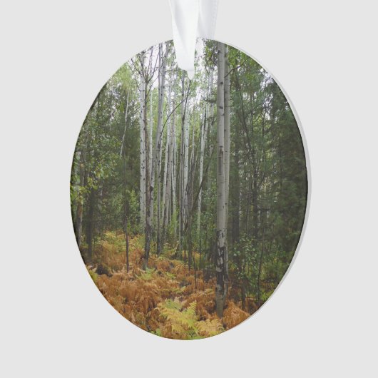 ロッキーマウンテンの白い樺の木の木と秋シダ オーナメント (正面)