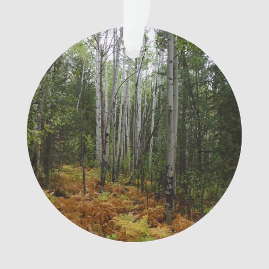 ロッキーマウンテンの白い樺の木の木と秋シダ オーナメント (正面)