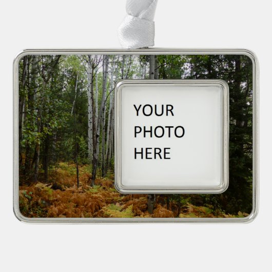 ロッキーマウンテンの白い樺の木の木と秋シダ シルバープレートフレームオーナメント (正面)