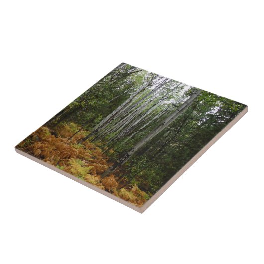 ロッキーマウンテンの白い樺の木の木と秋シダ タイル (側面)