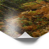 ロッキーマウンテンの白い樺の木の木と秋シダ フォトプリント            (角)