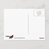 ロッキーマウンテンの白い樺の木の木と秋シダ ポストカード (裏面)