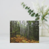 ロッキーマウンテンの白い樺の木の木と秋シダ ポストカード (スタンド正面)