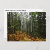 ロッキーマウンテンの白い樺の木の木と秋シダ ポストカード (正面/裏面)