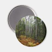 ロッキーマウンテンの白い樺の木の木と秋シダ マグネット (正面/裏面)