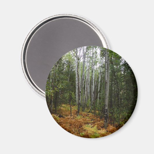 ロッキーマウンテンの白い樺の木の木と秋シダ マグネット (正面/裏面)