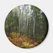 ロッキーマウンテンの白い樺の木の木と秋シダ マグネット (正面)