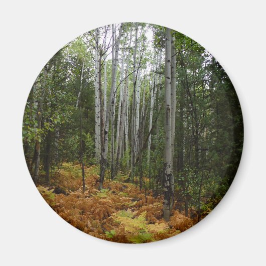 ロッキーマウンテンの白い樺の木の木と秋シダ マグネット (正面)