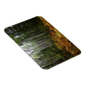 ロッキーマウンテンの白い樺の木の木と秋シダ マグネット (右側)