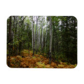 ロッキーマウンテンの白い樺の木の木と秋シダ マグネット (横)