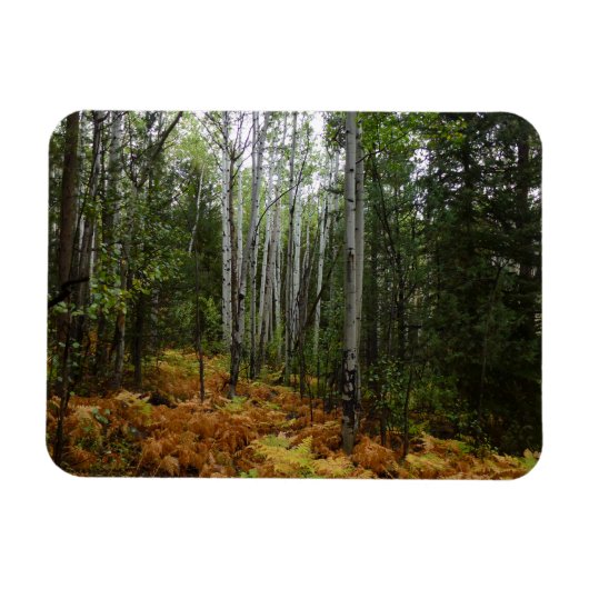 ロッキーマウンテンの白い樺の木の木と秋シダ マグネット (横)