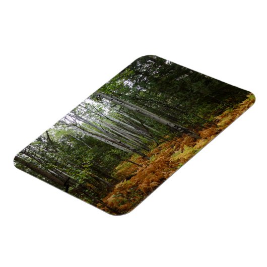 ロッキーマウンテンの白い樺の木の木と秋シダ マグネット (左側)