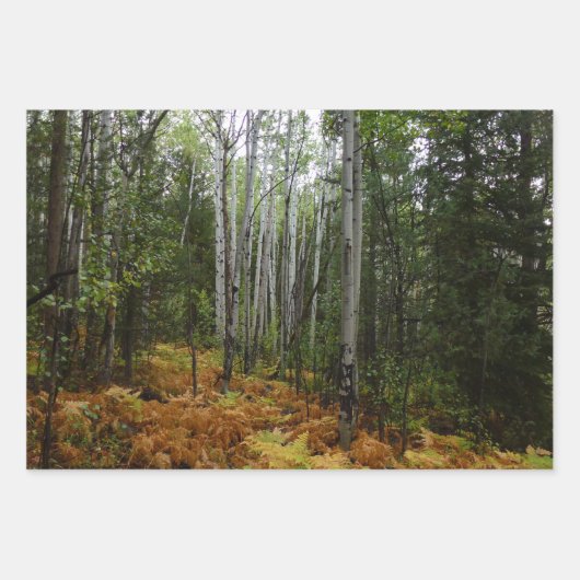 ロッキーマウンテンの白い樺の木の木と秋シダ ラッピングペーパーシート (正面)