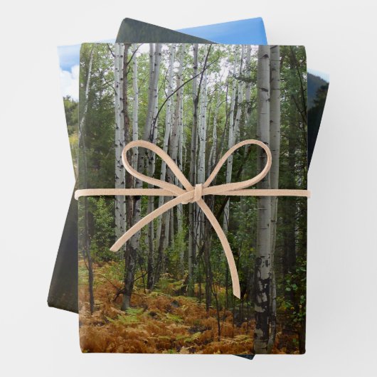 ロッキーマウンテンの白い樺の木の木と秋シダ ラッピングペーパーシート (インサイチュ)