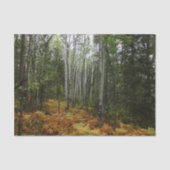 ロッキーマウンテンの白い樺の木の木と秋シダ 薄葉紙 (正面)