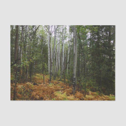 ロッキーマウンテンの白い樺の木の木と秋シダ 薄葉紙 (正面)