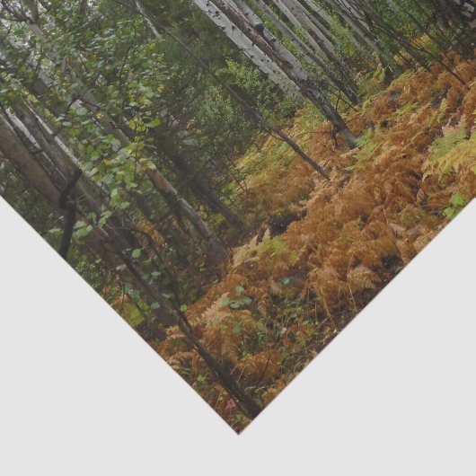 ロッキーマウンテンの白い樺の木の木と秋シダ 薄葉紙 (詳細)