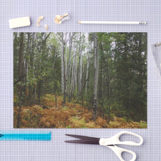 ロッキーマウンテンの白い樺の木の木と秋シダ 薄葉紙 (クラフト)