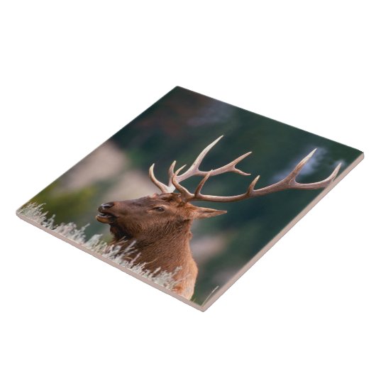 ロッキーマウンテンエルクイエローストーン国立公園 タイル (側面)