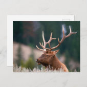 ロッキーマウンテンエルクイエローストーン国立公園 ポストカード (正面/裏面)