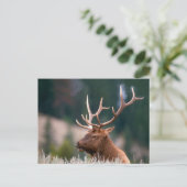 ロッキーマウンテンエルクイエローストーン国立公園 ポストカード (スタンド正面)