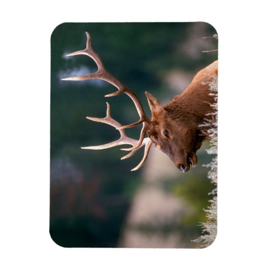 ロッキーマウンテンエルクイエローストーン国立公園 マグネット (縦)