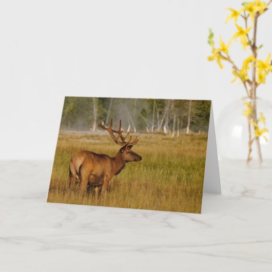 ロッキーマウンテンエルク |イエローストーン国立公園 カード (黄色い花)
