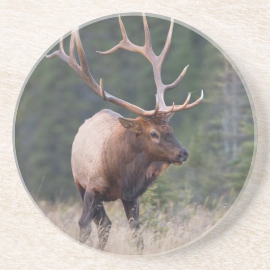 ロッキーマウンテンエルク コースター (正面)