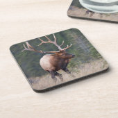 ロッキーマウンテンエルク コースター (左側)