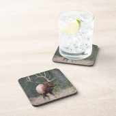 ロッキーマウンテンエルク コースター (右側)