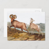 ロッキーマウンテンシープ（オビスモンタナ）イラストレーション ポストカード (正面/裏面)