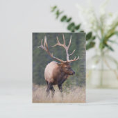 ロッキーマウンテンジカ ポストカード (スタンド正面)