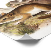 ロッキーマウンテンネオトママウス(Neotoma Drummondi) ポスター (角)