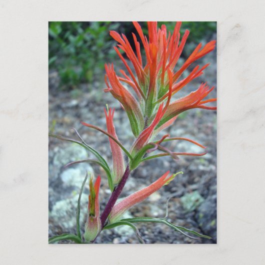 ロッキーマウンテンパーク ポストカード (正面)