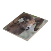 ロッキーマウンテンビグーンシープラム タイル (側面)