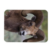 ロッキーマウンテンビグーンシープラム マグネット (横)