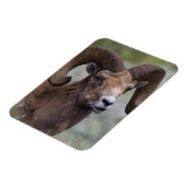 ロッキーマウンテンビグーンシープラム マグネット (左側)