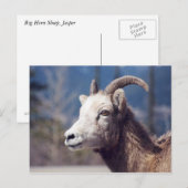 ロッキーマウンテンビッグホーンシープ ポストカード (正面/裏面)