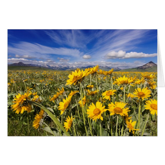 ロッキーマウンテンフロントレンジ (正面横)